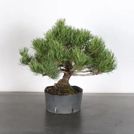 Pin mugo bonsai PM-2-5