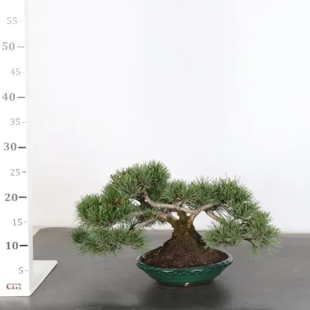 image supplémentaire - BONSAI PIN MUGO 2-7