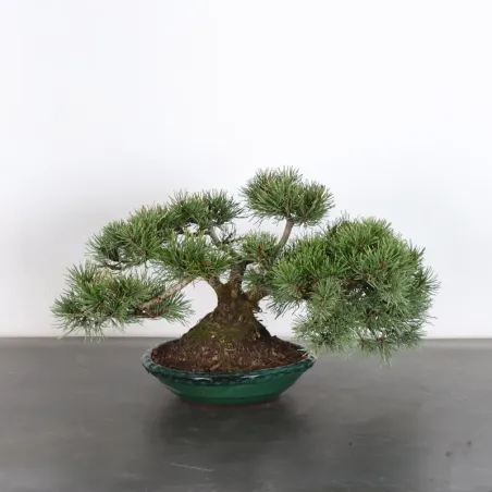 BONSAI PIN MUGO 2-7