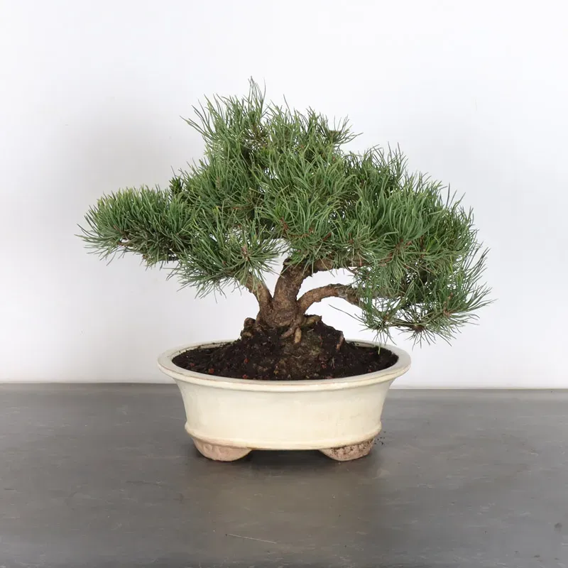 Pin mugo bonsai PM-2-15