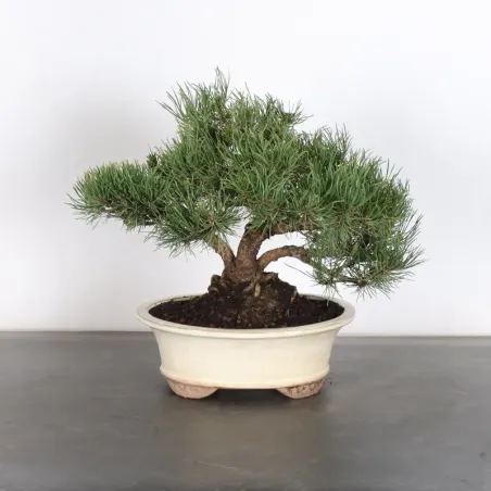 Pin mugo bonsai PM-2-15