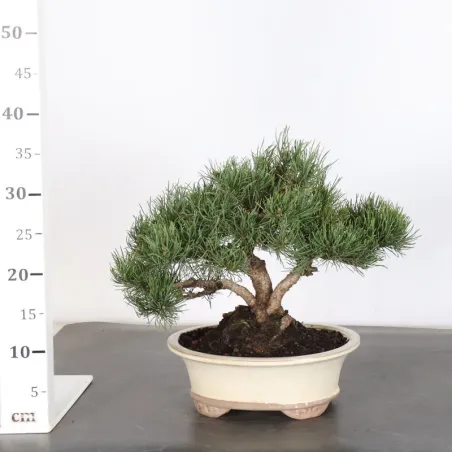 image supplémentaire - BONSAI PIN MUGO 2-15