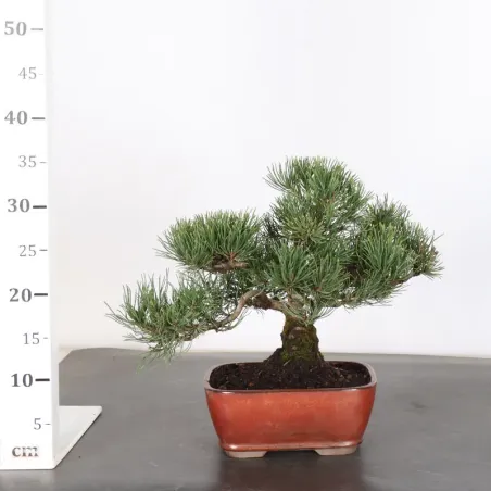 image supplémentaire - BONSAI PIN MUGO 2-18