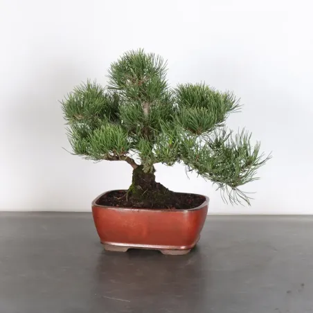 BONSAI PIN MUGO 2-18