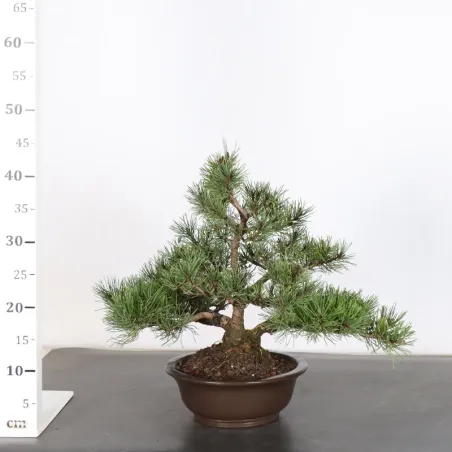 image supplémentaire - BONSAI PIN MUGO 2-19