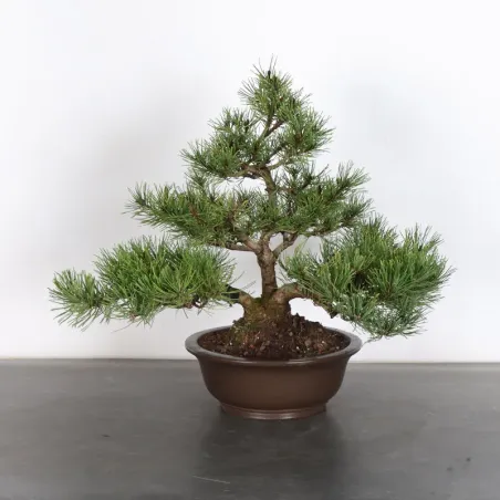 BONSAI PIN MUGO 2-19