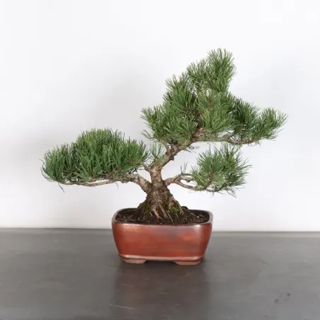 BONSAI PIN MUGO 2-20
