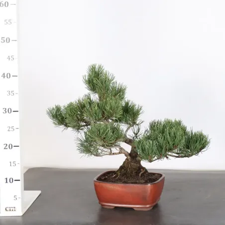 image supplémentaire - BONSAI PIN MUGO 2-20