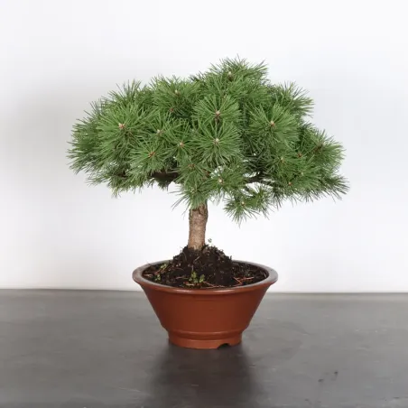 BONSAI PIN MUGO "HUMPY" 2-21