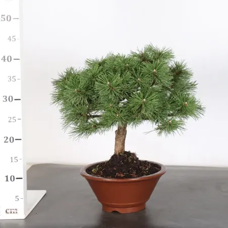 image supplémentaire - BONSAI PIN MUGO "HUMPY" 2-21