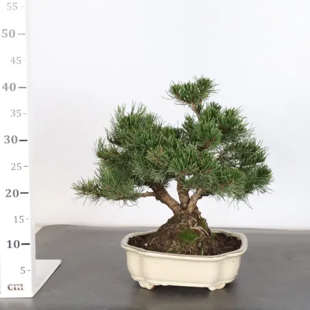 image supplémentaire - BONSAI PIN MUGO 2-22