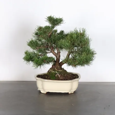 BONSAI PIN MUGO 2-22