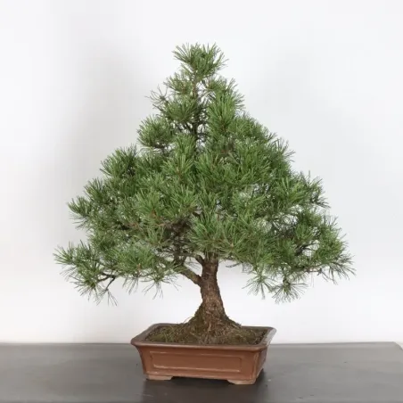 image supplémentaire - BONSAI PIN MUGO 2-23