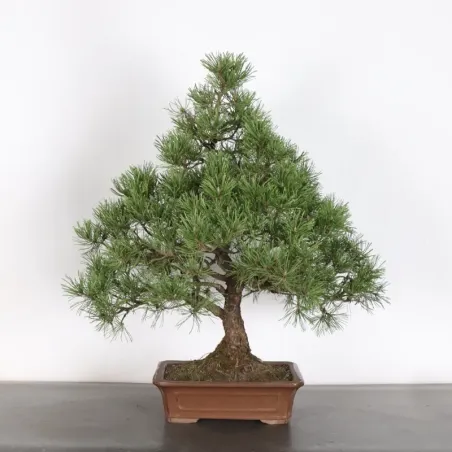 BONSAI PIN MUGO 2-23