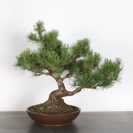 BONSAI PIN MUGO 2-24