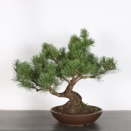 image supplémentaire - BONSAI PIN MUGO 2-24