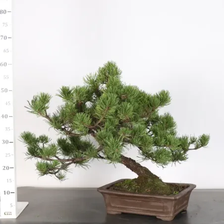 image supplémentaire - BONSAI PIN MUGO 2-25