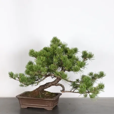 BONSAI PIN MUGO 2-25