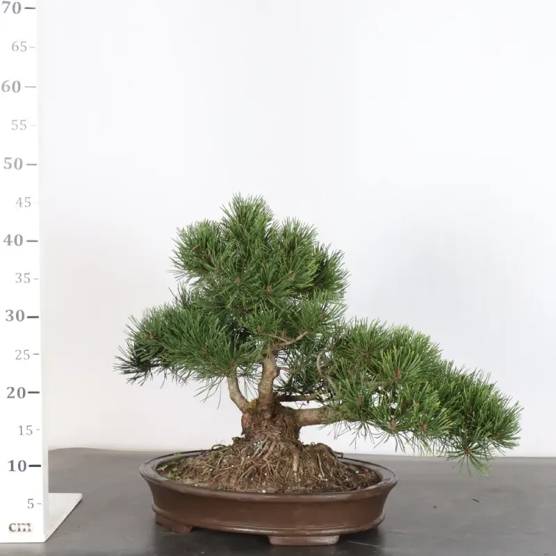 image supplémentaire - BONSAI PIN MUGO 3-8