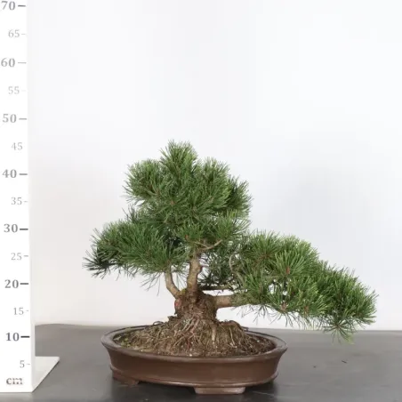 image supplémentaire - BONSAI PIN MUGO 3-8
