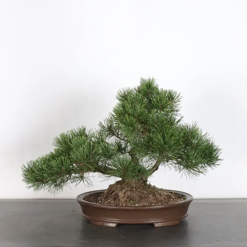 Pin mugo bonsai PM-3-8