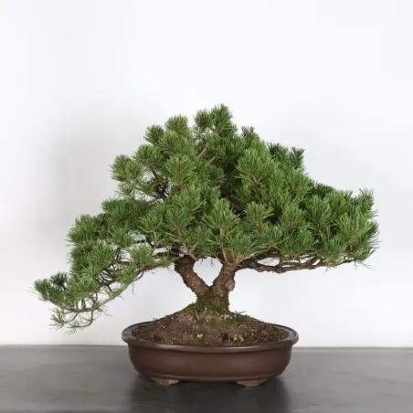 Pin mugo bonsai PM-3-9