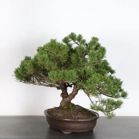 image supplémentaire - BONSAI PIN MUGO 3-9
