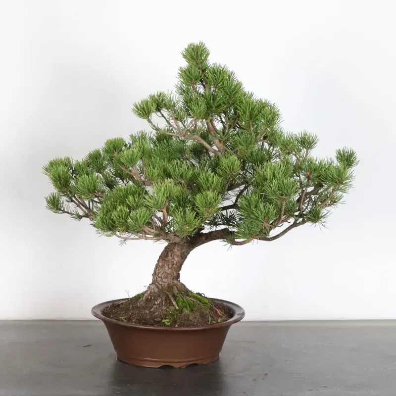 BONSAI PIN MUGO 3-11