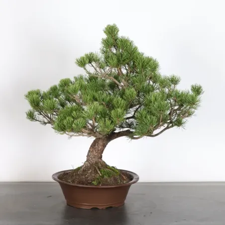 BONSAI PIN MUGO 3-11