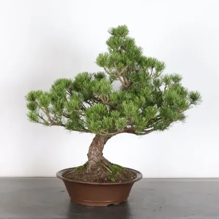 image supplémentaire - BONSAI PIN MUGO 3-11