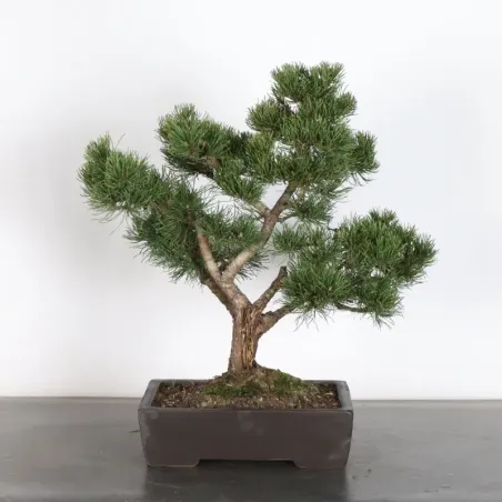 BONSAI PIN MUGO 3-16