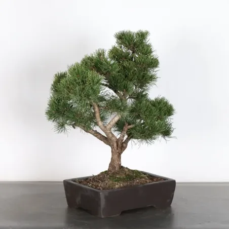 image supplémentaire - BONSAI PIN MUGO 3-16