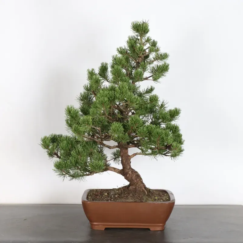 Pin mugo bonsai PM-4-6