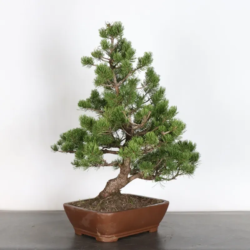 image supplémentaire - BONSAI PIN MUGO 4-6