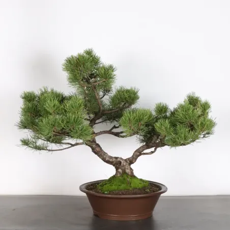 Pin mugo bonsai PM-4-9