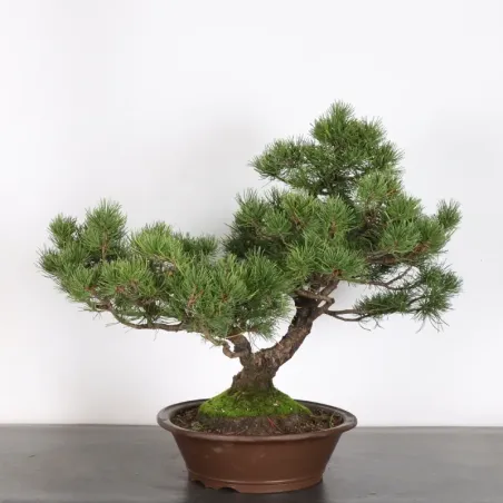 image supplémentaire - BONSAI PIN MUGO 4-9