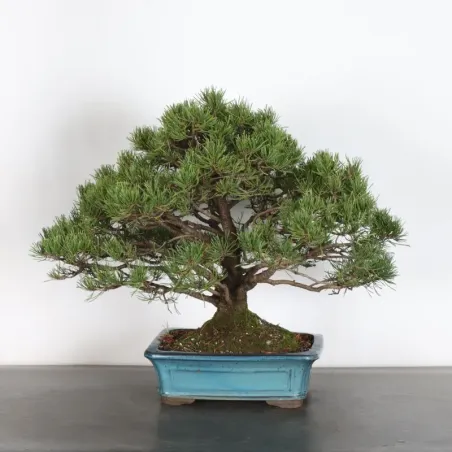 image supplémentaire - BONSAI PIN MUGO 4-12