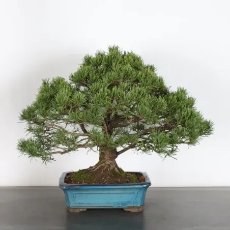 Pin mugo bonsai PM-4-12