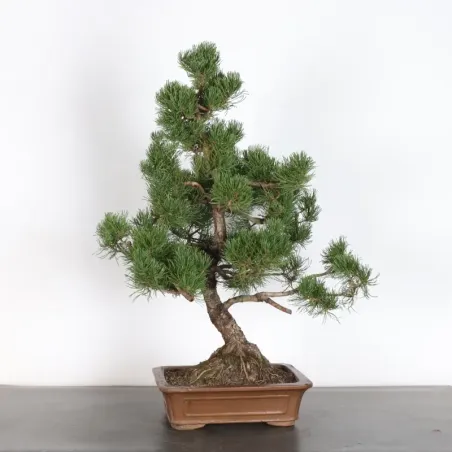 image supplémentaire - BONSAI PIN MUGO 4-13