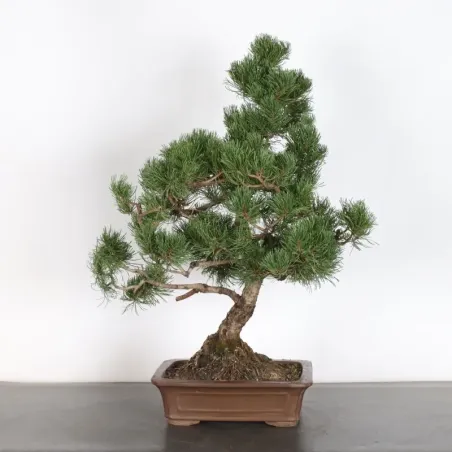 BONSAI PIN MUGO 4-13
