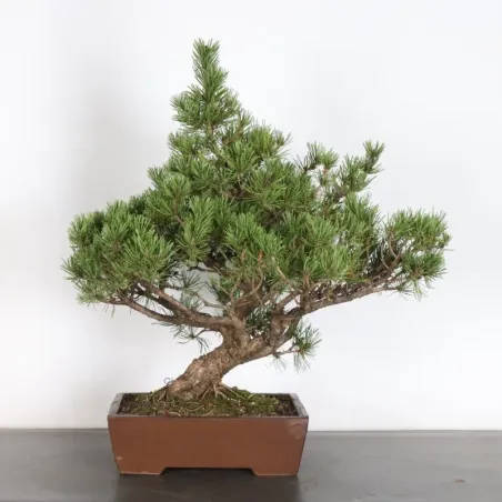 Pin mugo bonsai PM-4-14