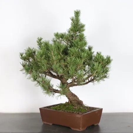 image supplémentaire - BONSAI PINUS MUGO 4-14