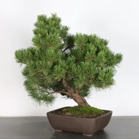 image supplémentaire - BONSAI PIN MUGO 4-15