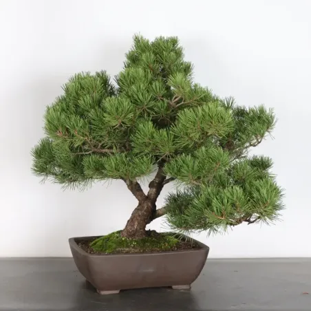Pin mugo bonsai PM-4-15