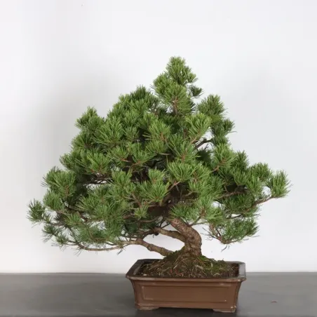Pin mugo bonsai PM-5-1