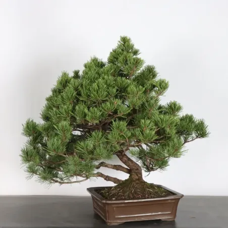 image supplémentaire - BONSAI PIN MUGO 5-1
