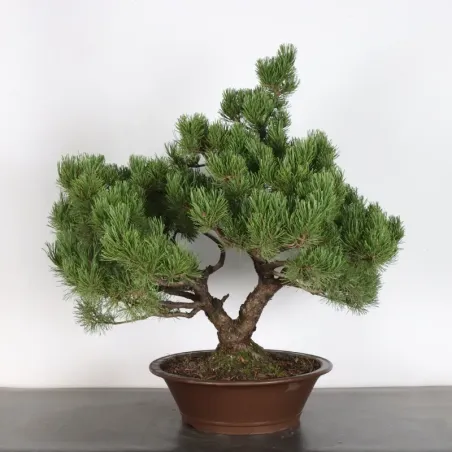 image supplémentaire - BONSAI PIN MUGO 5-2