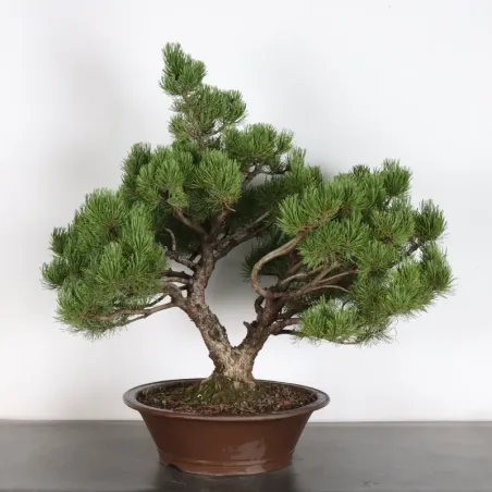 Pin mugo bonsai PM-5-2