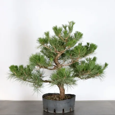 image supplémentaire - PIN NOIR "PINUS THUNBERGII"...