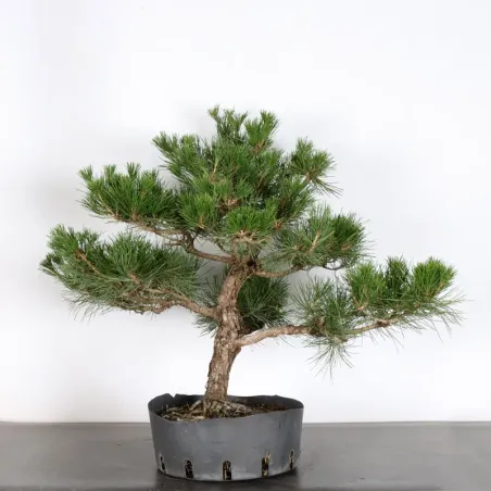 PIN NOIR "PINUS THUNBERGII" 2-18
